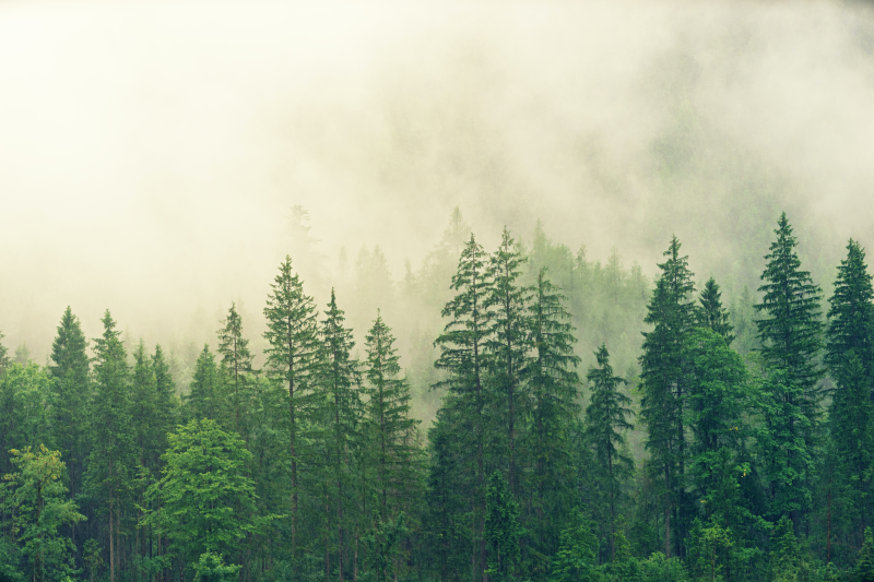 impacto medioambiental foto bosque
